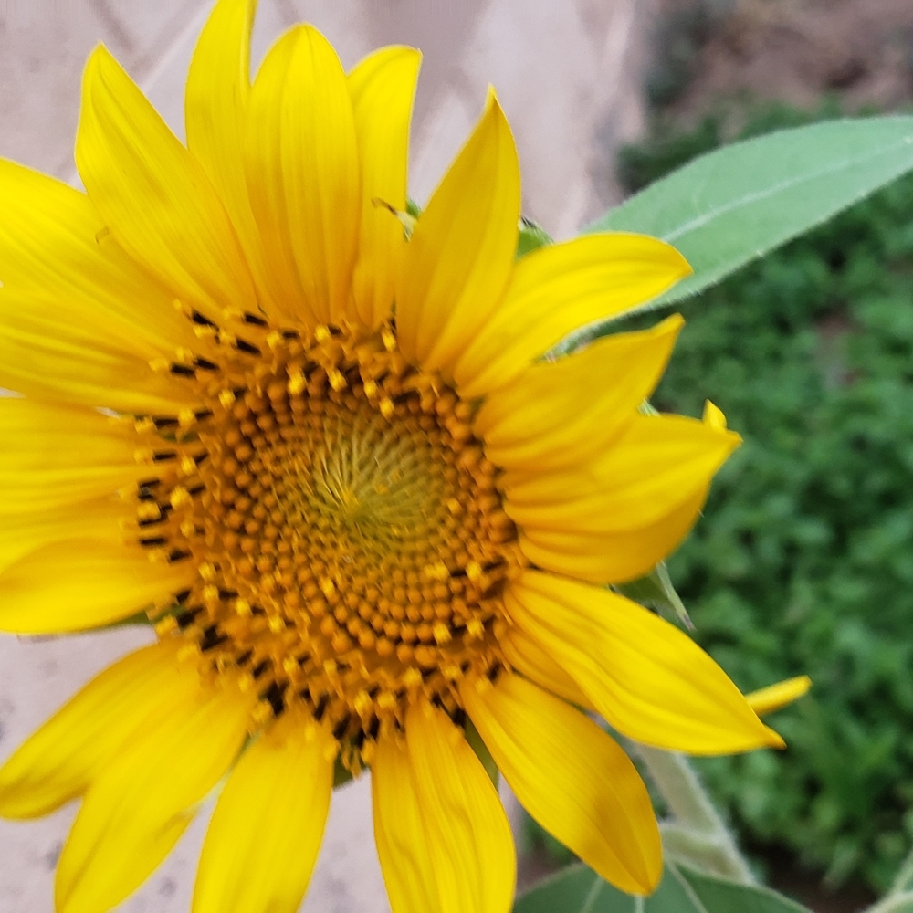 Meet your Posher, Raman